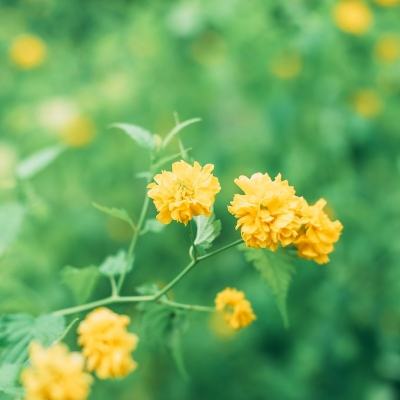 无双小师妹小米版下载